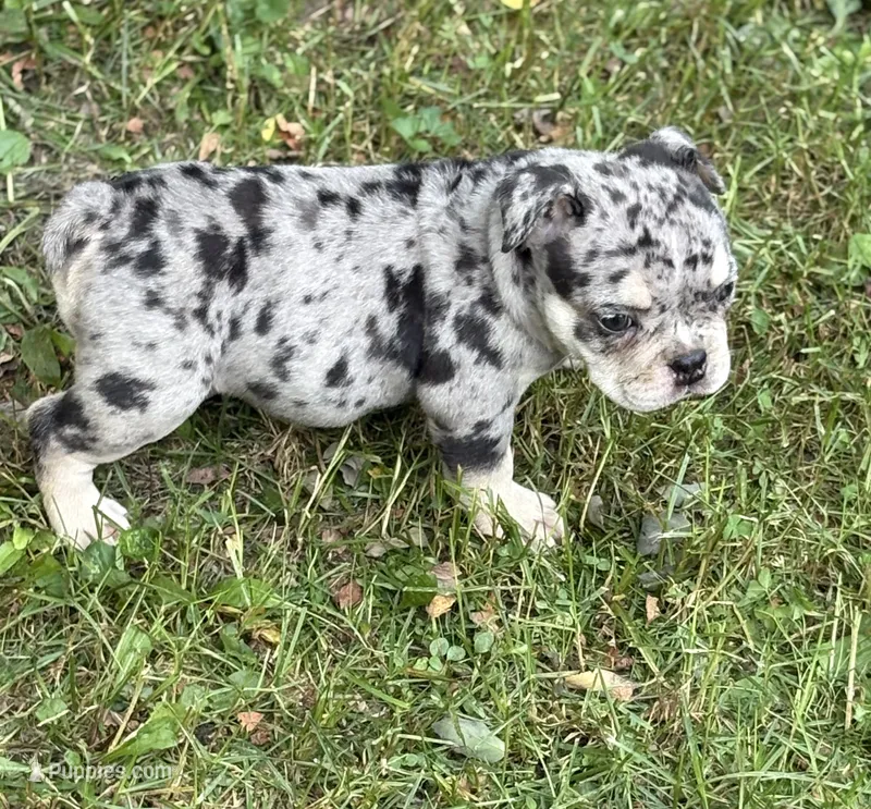 Mindy – English Bulldog puppy for sale in Rockford, IL