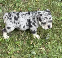 Mindy, a female English Bulldog for sale in Rockford, IL – 1 of 5
