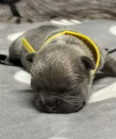Sammy, a male French Bulldog for sale in Rockford, IL – 5 of 7