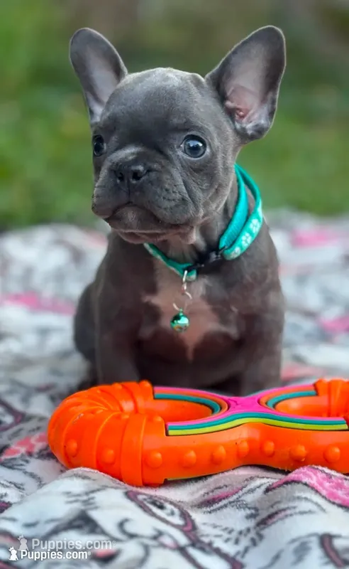 JET BLUE – French Bulldog puppy for sale in Rockford, IL