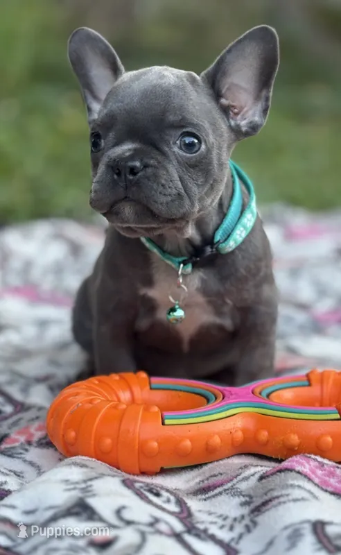JET BLUE – French Bulldog puppy for sale in Rockford, IL