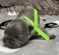 Little Frankie, a male French Bulldog for sale in Rockford, IL – 7 of 7