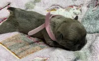 WINTER, a female French Bulldog for sale in Rockford, IL – 2 of 4