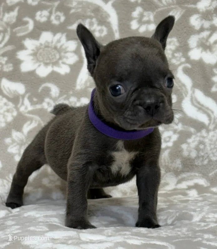 WILLOW – French Bulldog puppy for sale in Rockford, IL