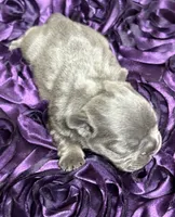 CHERRY, a female French Bulldog for sale in Rockford, IL – 6 of 8