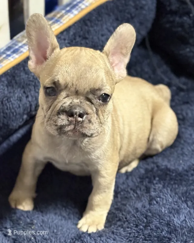 Giorgi – French Bulldog puppy for sale in Rockford, IL