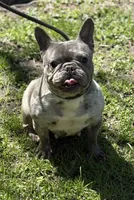 Misha, a female French Bulldog for sale in Rockford, IL – 2 of 8