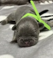 Little Frankie, a male French Bulldog for sale in Rockford, IL – 4 of 7