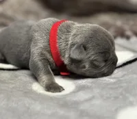 Bruno, a male French Bulldog for sale in Rockford, IL – 3 of 7