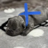 Brutus , a male French Bulldog for sale in Rockford, IL – 4 of 7