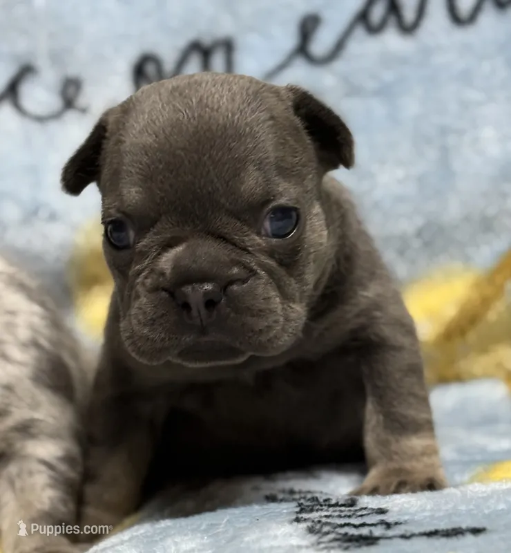 CHERRY – French Bulldog puppy for sale in Rockford, IL
