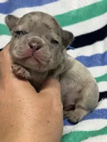 Giovanni , a male French Bulldog for sale in Rockford, IL – 2 of 7