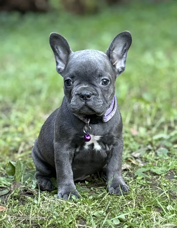 WILLOW – French Bulldog puppy for sale in Rockford, IL