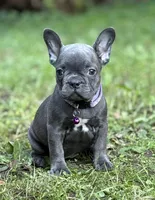 WILLOW, a female French Bulldog for sale in Rockford, IL – 1 of 2