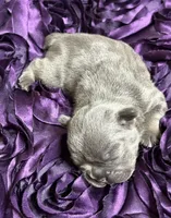 CHERRY, a female French Bulldog for sale in Rockford, IL – 8 of 8