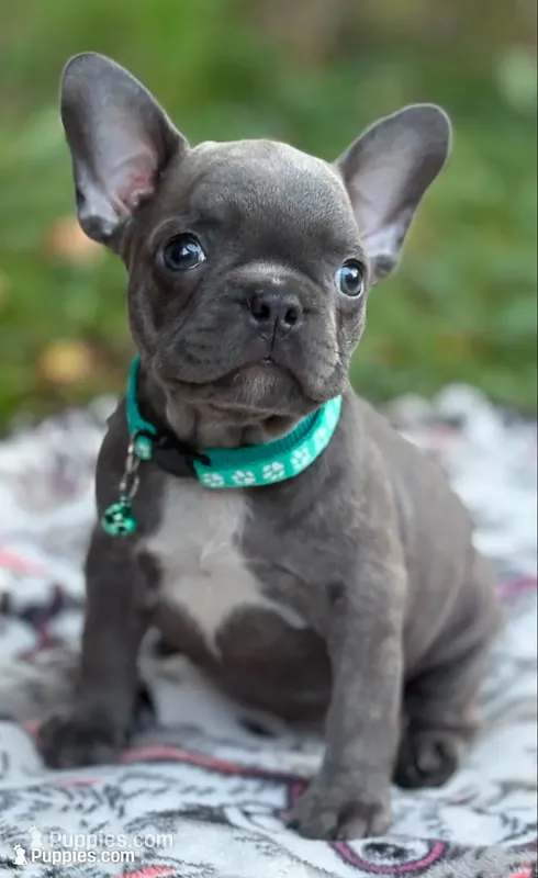 JET BLUE – French Bulldog puppy for sale in Rockford, IL