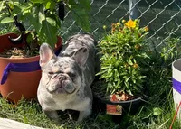 Wilbur , a male French Bulldog for sale in Rockford, IL – 1 of 4