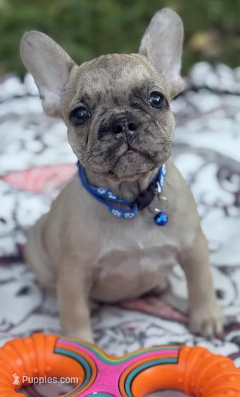 Giorgi – French Bulldog puppy for sale in Rockford, IL