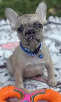Giorgi, a male French Bulldog for sale in Rockford, IL – 1 of 3