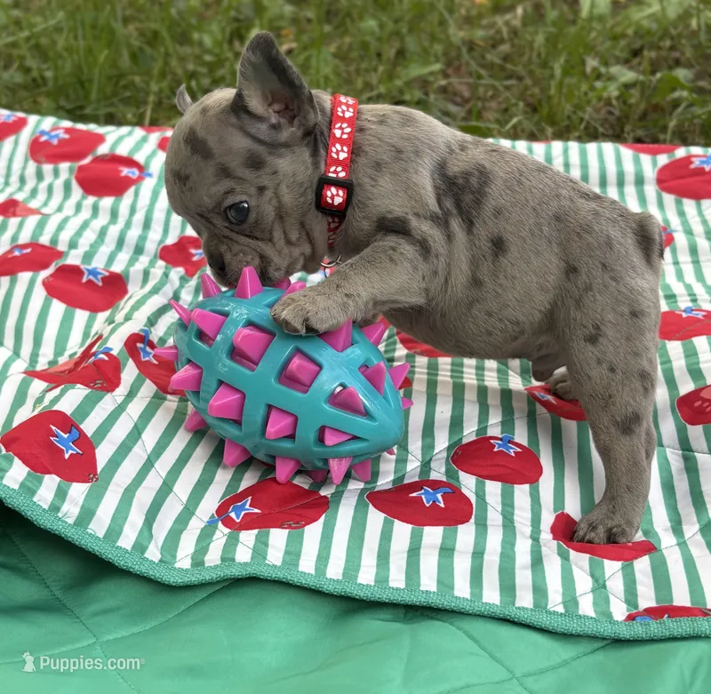 Giovanni  – French Bulldog puppy for sale in Rockford, IL