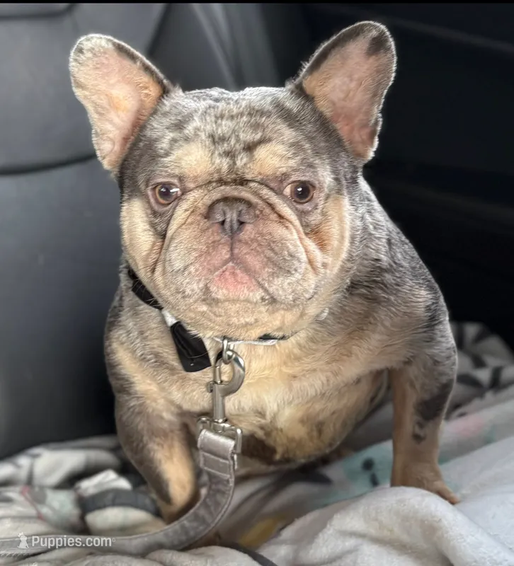 Wilbur  – French Bulldog puppy for sale in Rockford, IL