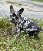 CHANEL, a female French Bulldog for sale in Rockford, IL – 3 of 4