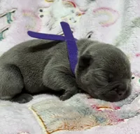 WILLOW, a female French Bulldog for sale in Rockford, IL – 5 of 10