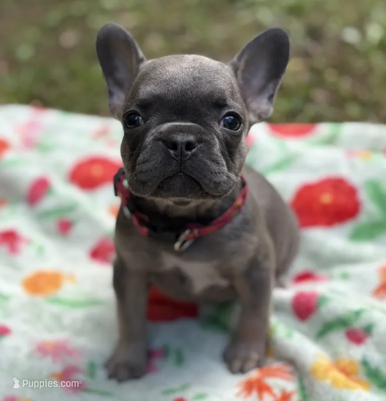 WINTER – French Bulldog puppy for sale in Rockford, IL