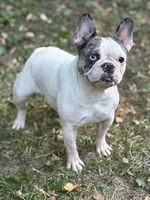 Chick Pea , a female French Bulldog for sale in Rockford, IL – 2 of 7