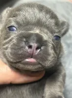 CHERRY, a female French Bulldog for sale in Rockford, IL – 1 of 8