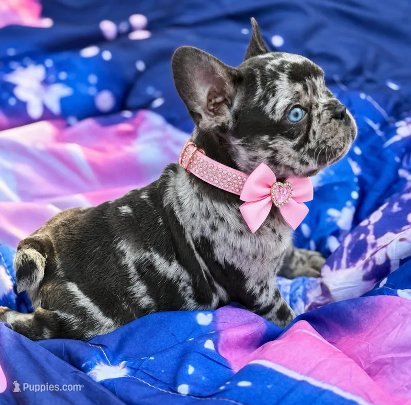CHANEL – French Bulldog puppy for sale in Rockford, IL