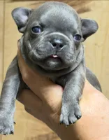 JET, a male French Bulldog for sale in Rockford, IL – 1 of 2