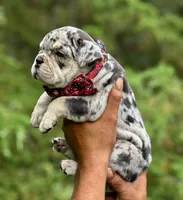 MINDY, a female English Bulldog for sale in Rockford, IL – 1 of 3