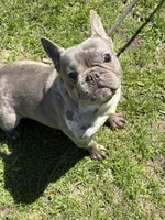 Misha, a female French Bulldog for sale in Rockford, IL – 8 of 8