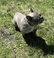 MISHA, a female French Bulldog for sale in Rockford, IL – Photo 9 of 10