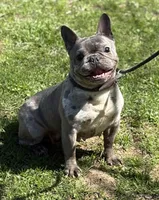 MISHA, a female French Bulldog for sale in Rockford, IL – Photo 5 of 10