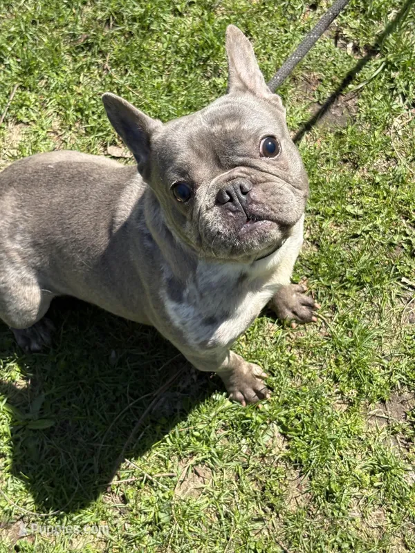 MISHA, a female French Bulldog for sale in Rockford, IL – Photo 1 of 10