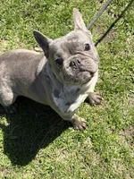 MISHA, a female French Bulldog for sale in Rockford, IL – Photo 1 of 10