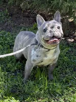 MISHA, a female French Bulldog for sale in Rockford, IL – Photo 4 of 10