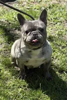 MISHA, a female French Bulldog for sale in Rockford, IL – Photo 3 of 10
