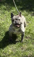 MISHA, a female French Bulldog for sale in Rockford, IL – Photo 2 of 10