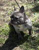 MISHA, a female French Bulldog for sale in Rockford, IL – Photo 10 of 10