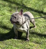 MISHA, a female French Bulldog for sale in Rockford, IL – Photo 8 of 10
