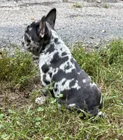 CHANEL, a female French Bulldog for sale in Rockford, IL – 2 of 4