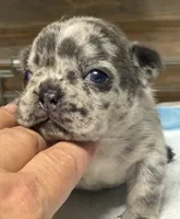CHANEL, a female French Bulldog for sale in Rockford, IL – 2 of 3