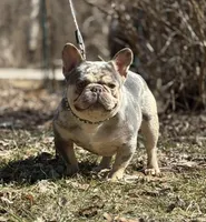 Buddy, a male French Bulldog for sale in Rockford, IL – 1 of 3