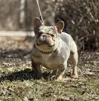 Buddy, a male French Bulldog for sale in Rockford, IL – 3 of 3
