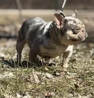 Buddy, a male French Bulldog for sale in Rockford, IL – 2 of 3