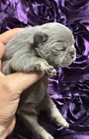 CHERRY, a female French Bulldog for sale in Rockford, IL – 4 of 8