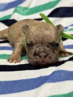 Giorgi, a male French Bulldog for sale in Rockford, IL – 2 of 2